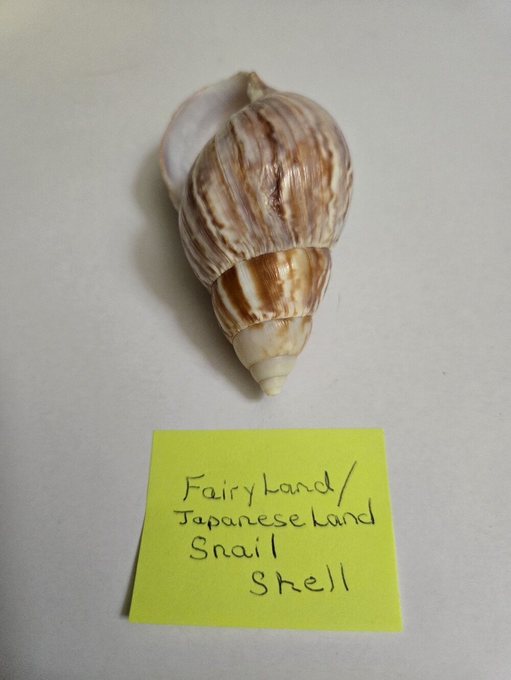 Set /3 Sea Shells - Picture 14 of 16
